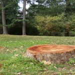 H&S stump grinding rockingham Reidsville nc trip hazard stephens