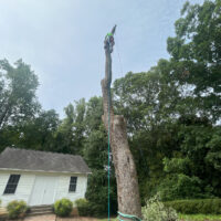 H&S Stump Grinding Tree Removal (69)