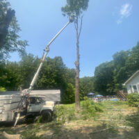 H&S Stump Grinding Tree Removal (71)