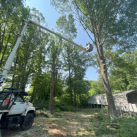 H&S Stump Grinding Tree Removal (73)