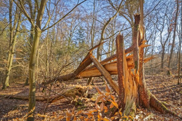 H&S Stump Grinding & Tree Service